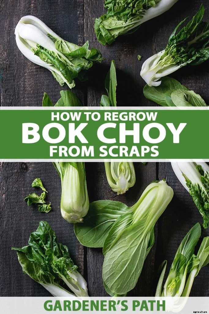 How to Regrow Bok Choy from Scraps