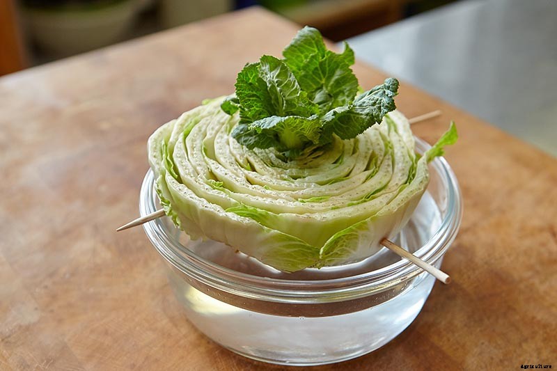 How to Regrow Bok Choy from Scraps