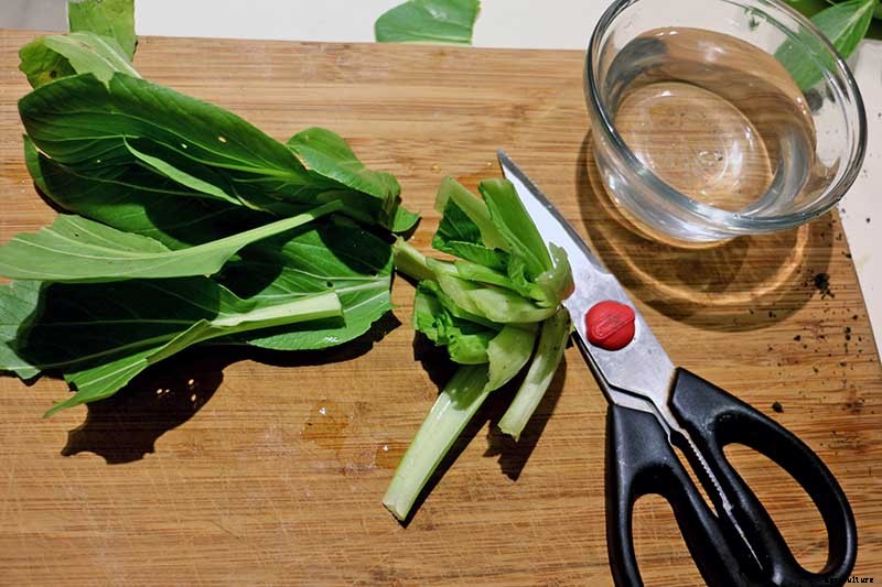 How to Regrow Bok Choy from Scraps