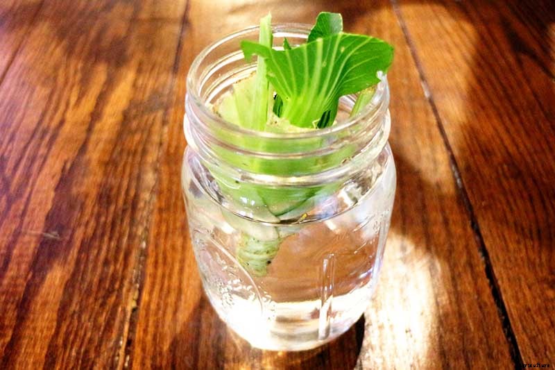 How to Regrow Bok Choy from Scraps