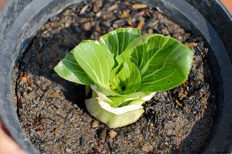 How to Regrow Bok Choy from Scraps