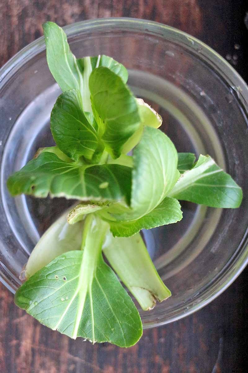 How to Regrow Bok Choy from Scraps
