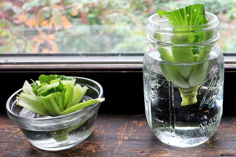 How to Regrow Bok Choy from Scraps