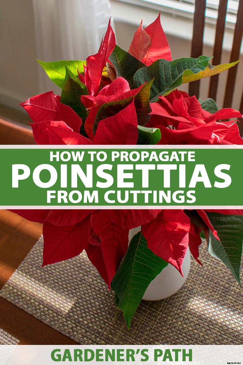 How to Propagate Poinsettia Plants from Cuttings