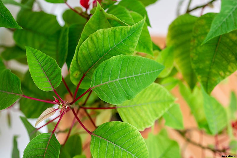 How to Propagate Poinsettia Plants from Cuttings