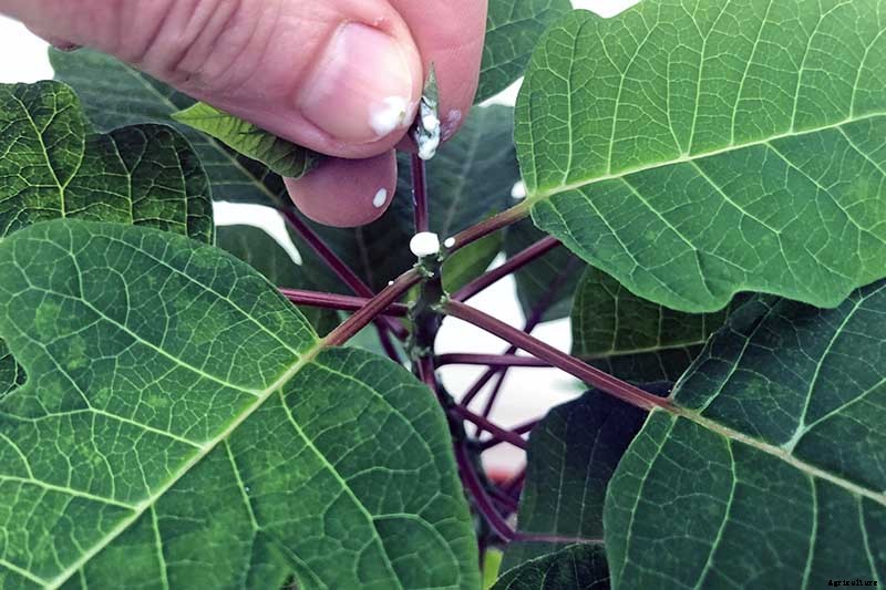 How to Propagate Poinsettia Plants from Cuttings
