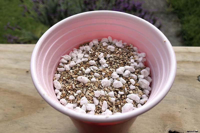 How to Propagate Poinsettia Plants from Cuttings