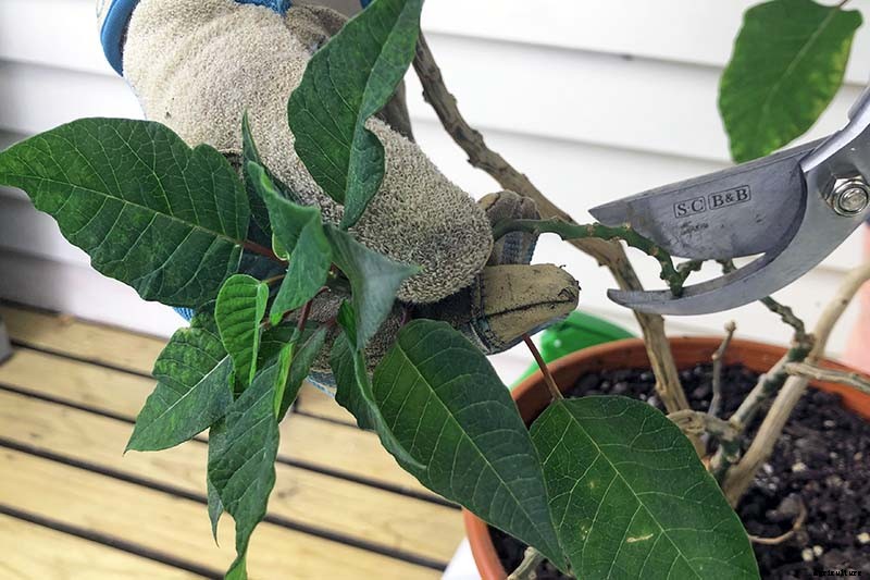 How to Propagate Poinsettia Plants from Cuttings