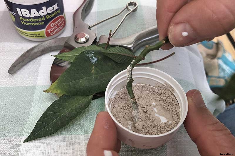How to Propagate Poinsettia Plants from Cuttings