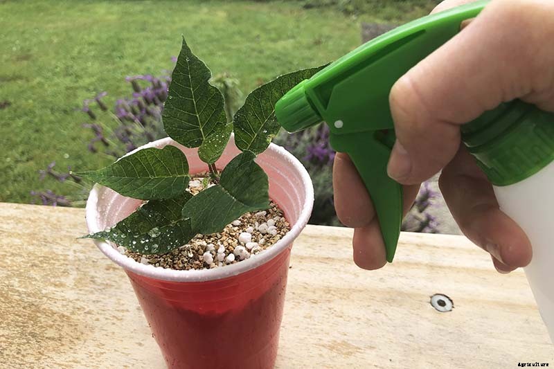 How to Propagate Poinsettia Plants from Cuttings