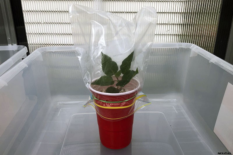 How to Propagate Poinsettia Plants from Cuttings