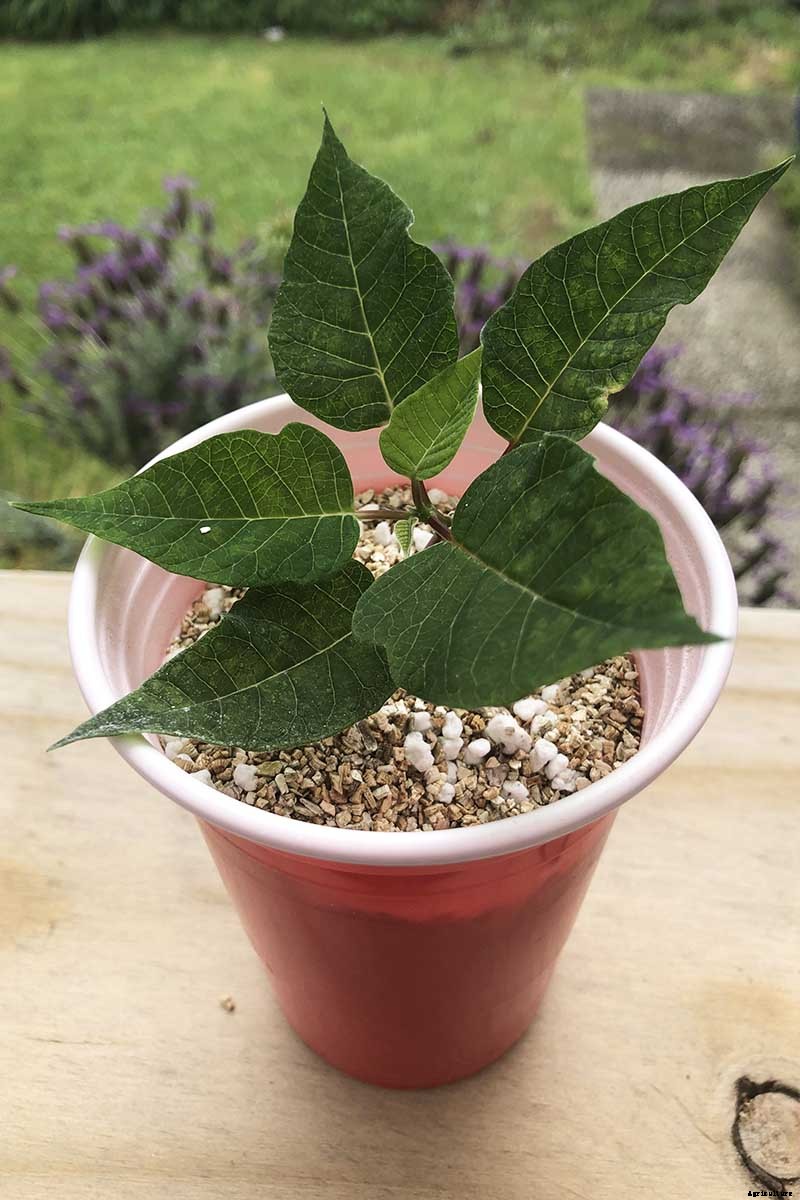 How to Propagate Poinsettia Plants from Cuttings