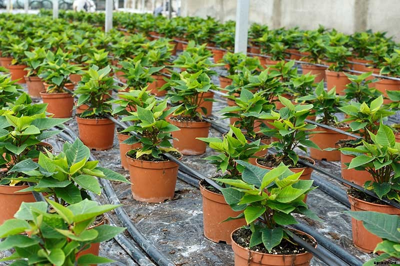 How to Propagate Poinsettia Plants from Cuttings