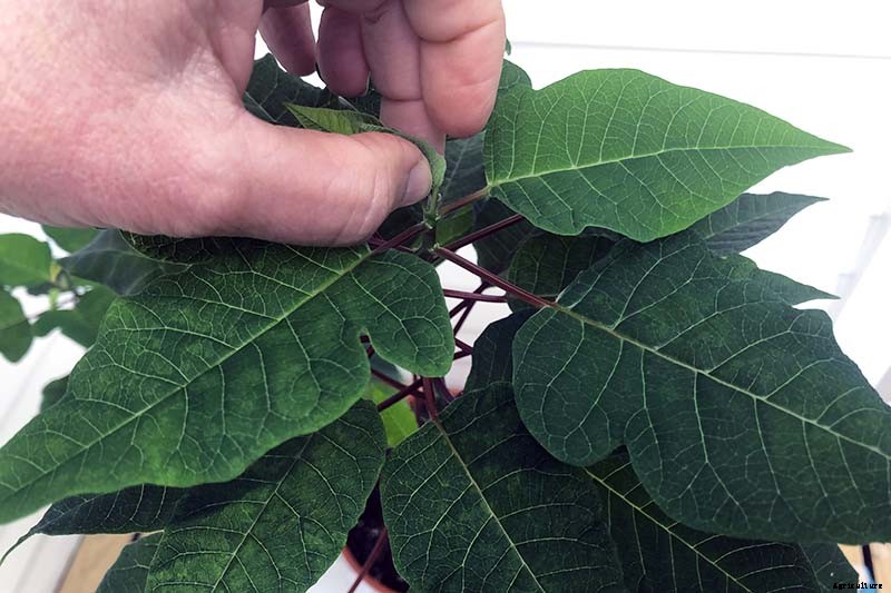 How to Propagate Poinsettia Plants from Cuttings