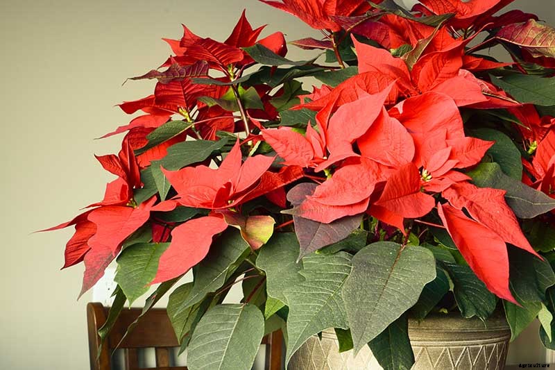How to Propagate Poinsettia Plants from Cuttings