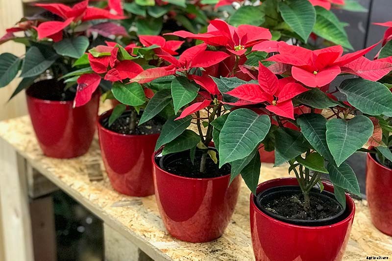 How to Propagate Poinsettia Plants from Cuttings