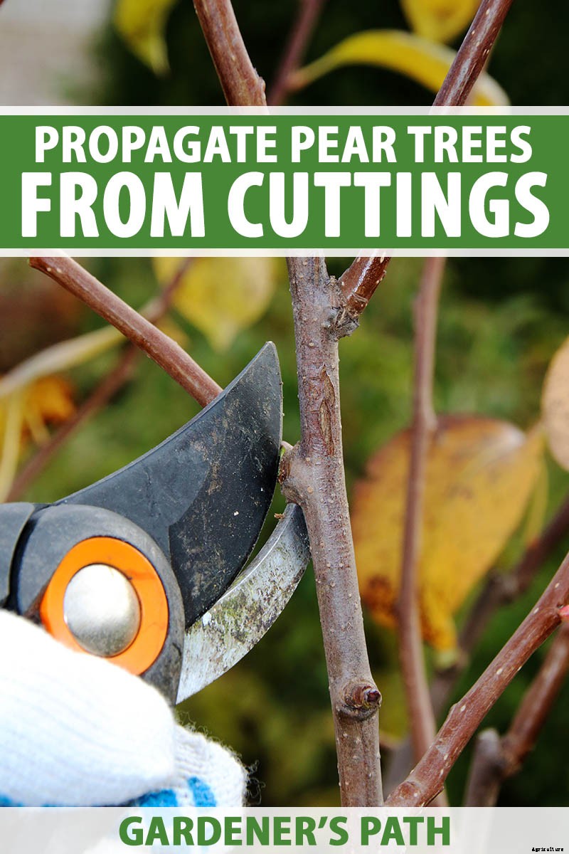 How to Propagate Pear Trees from Cuttings
