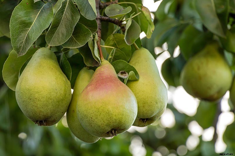 How to Propagate Pear Trees from Cuttings