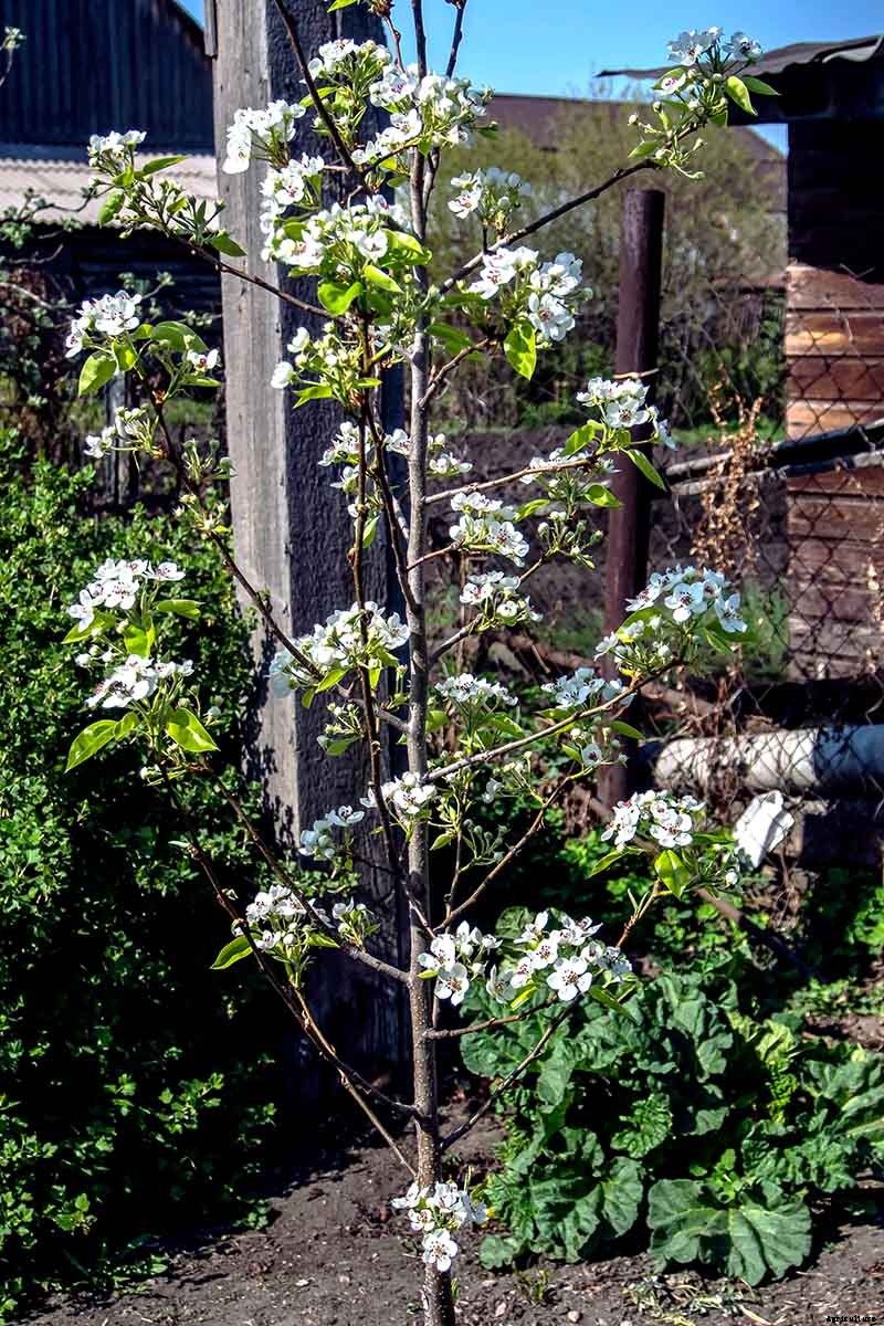 How to Propagate Pear Trees from Cuttings