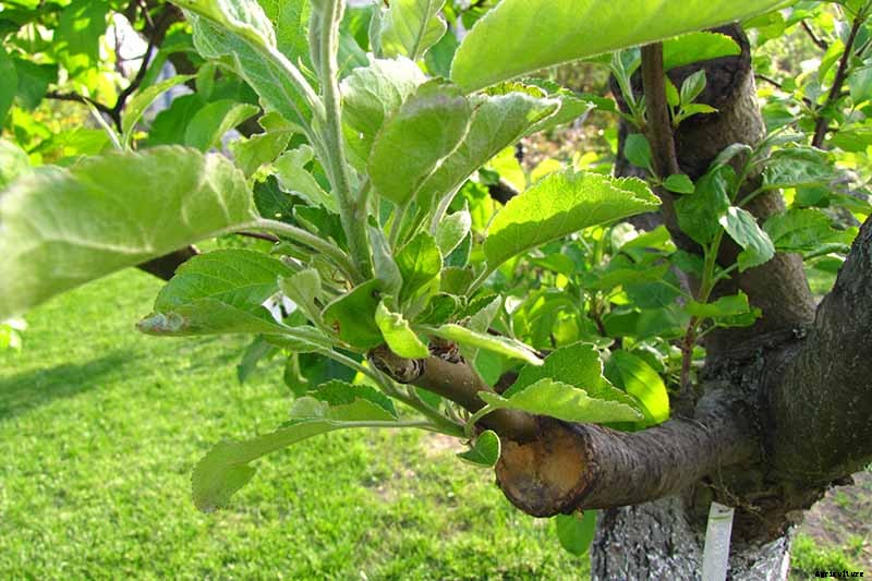 How to Propagate Pear Trees from Cuttings