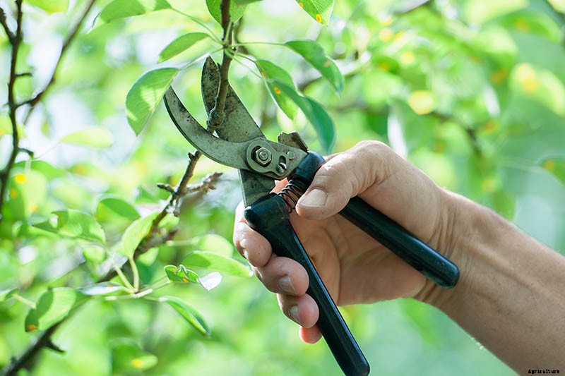How to Propagate Pear Trees from Cuttings