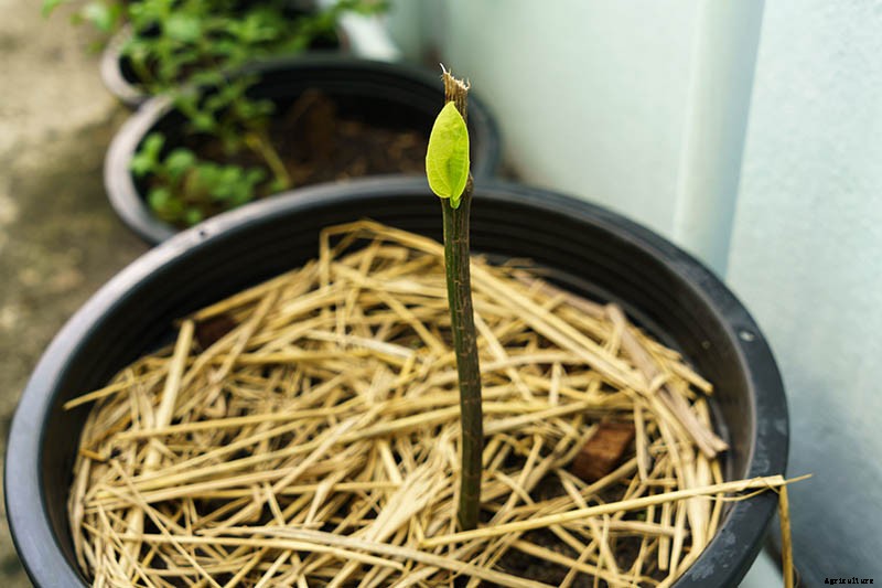 How to Propagate Pear Trees from Cuttings