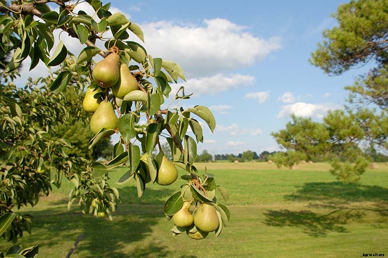 How to Propagate Pear Trees from Cuttings