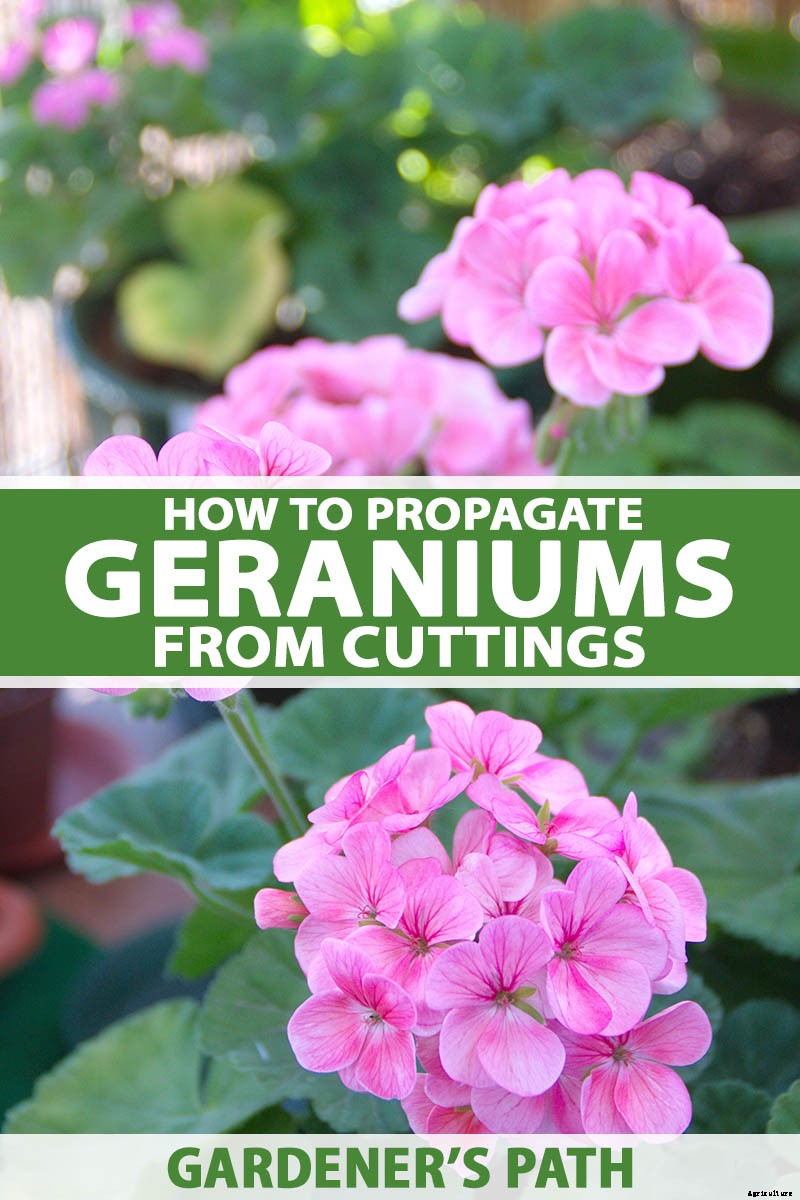 How to Propagate Geraniums from Stem Cuttings