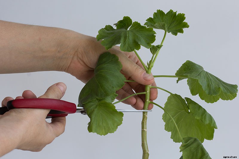 How to Propagate Geraniums from Stem Cuttings