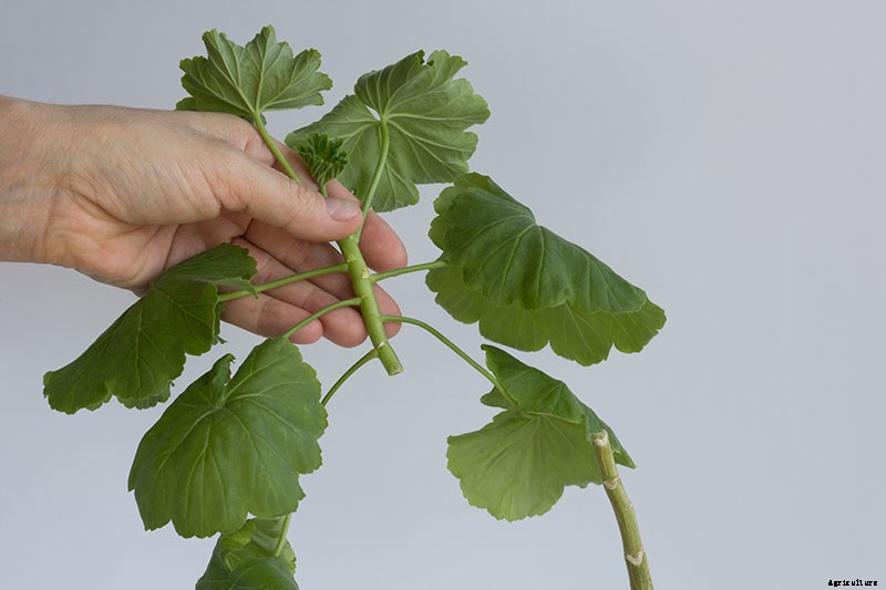 How to Propagate Geraniums from Stem Cuttings