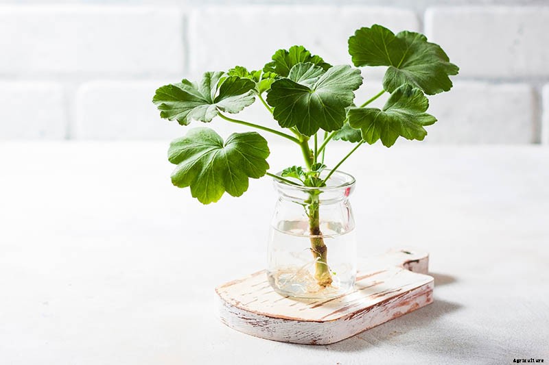 How to Propagate Geraniums from Stem Cuttings