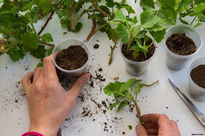 How to Propagate Geraniums from Stem Cuttings