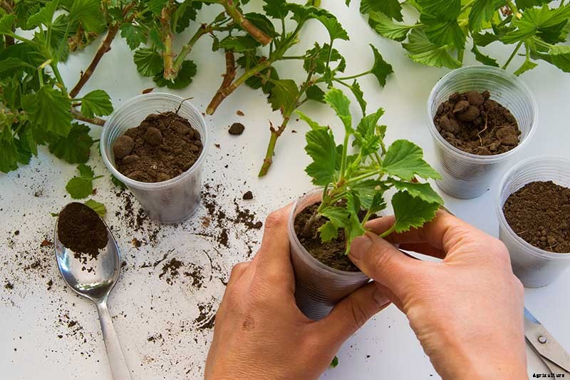 How to Propagate Geraniums from Stem Cuttings