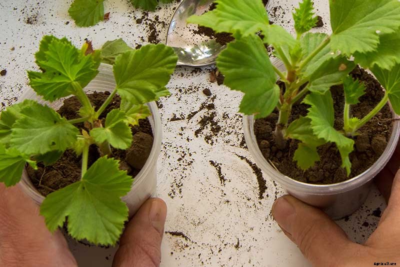 How to Propagate Geraniums from Stem Cuttings