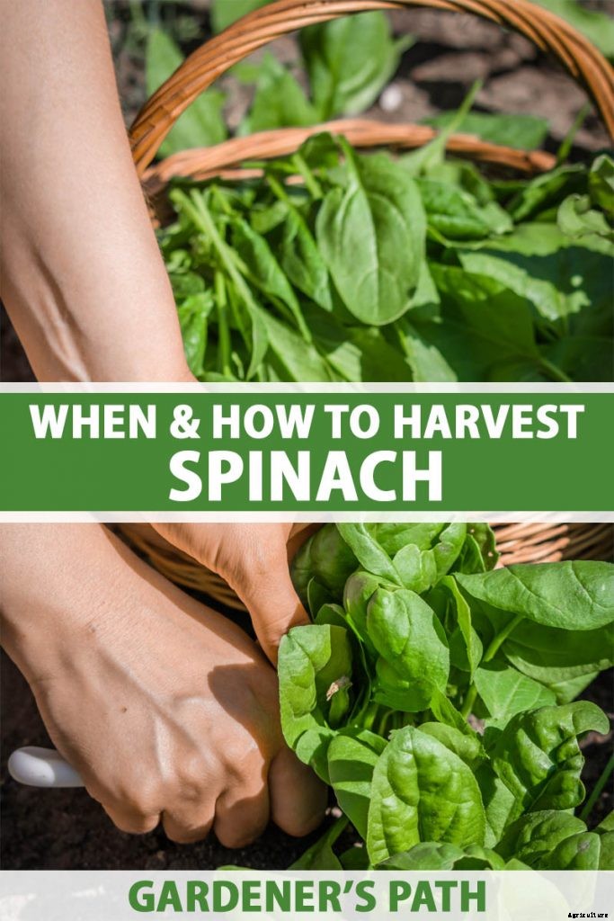 How to Harvest Spinach