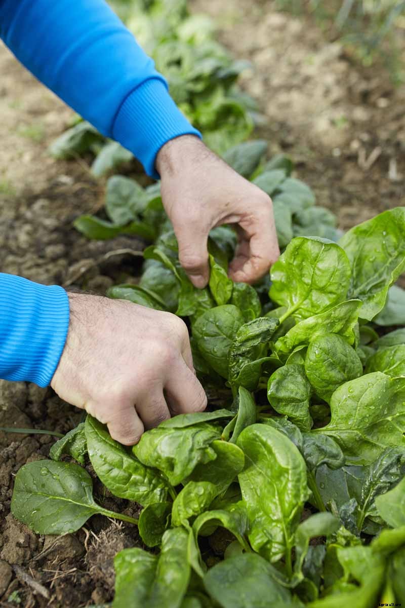 How to Harvest Spinach