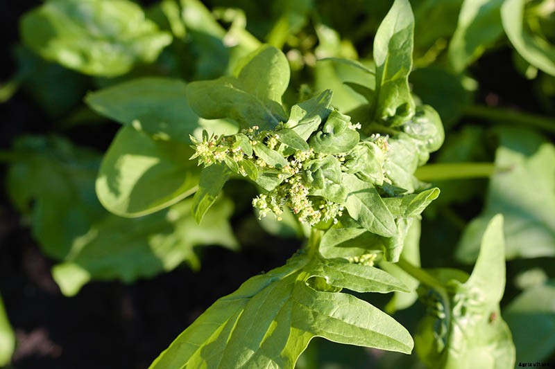 How to Harvest Spinach