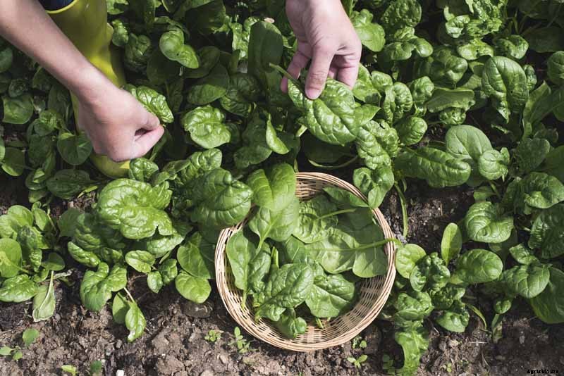 How to Harvest Spinach