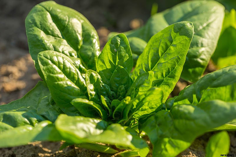 How to Harvest Spinach