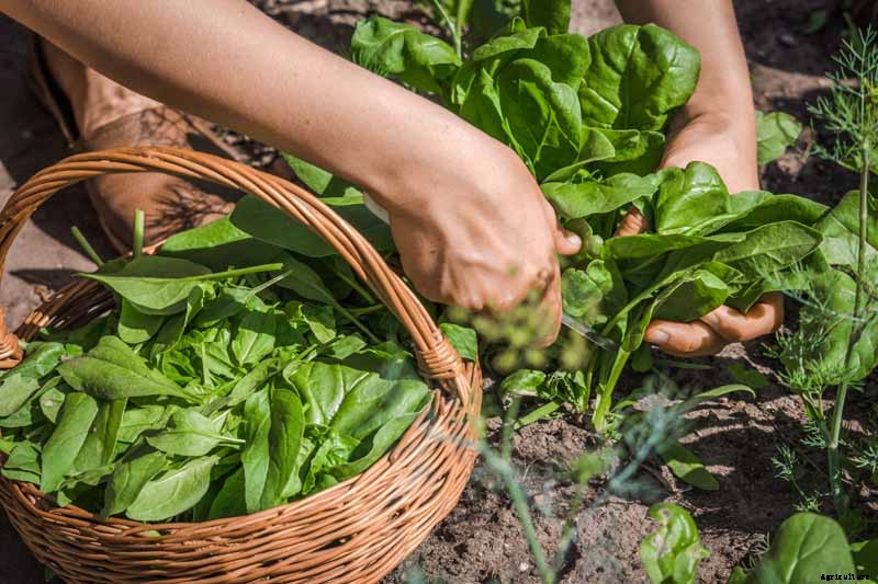 How to Harvest Spinach
