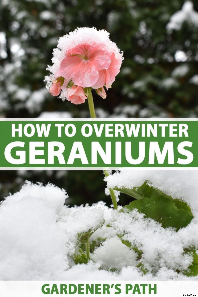 How to Overwinter Garden Geraniums