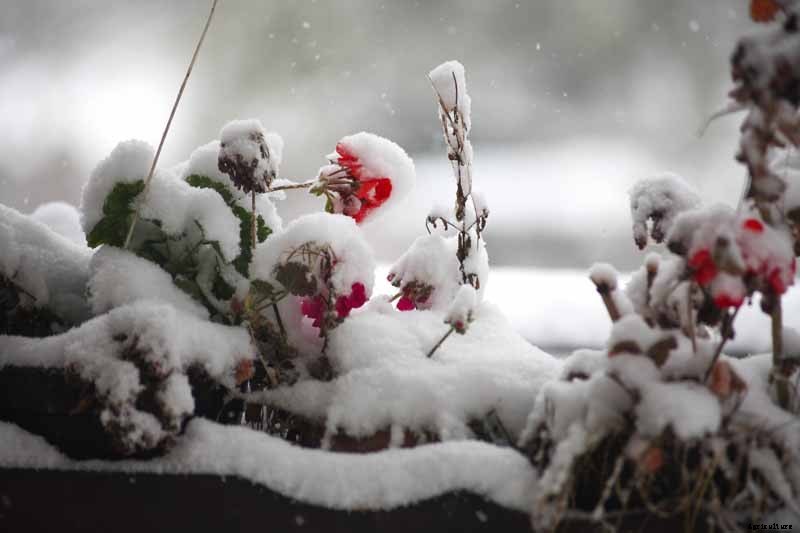 How to Overwinter Garden Geraniums
