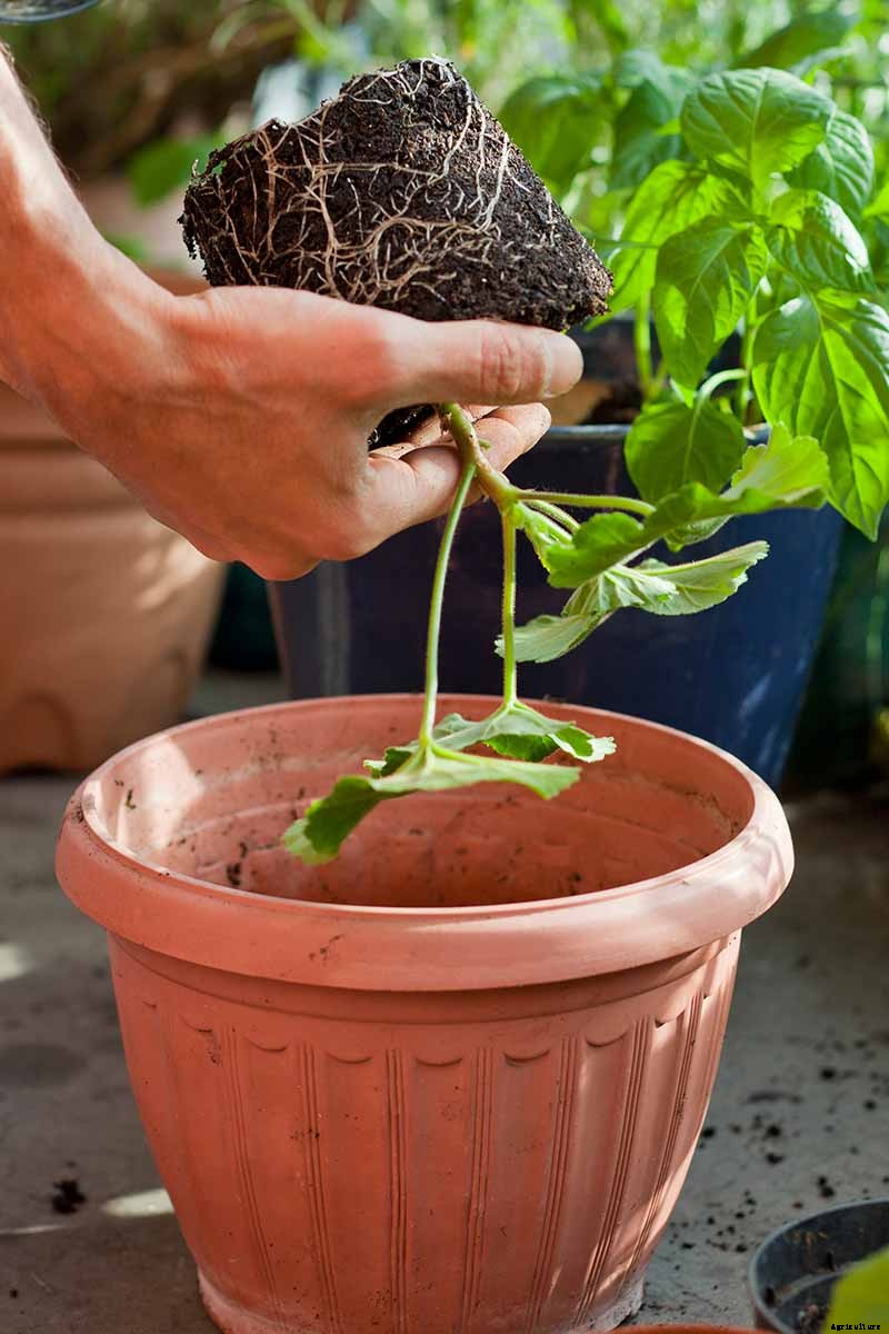 How to Overwinter Garden Geraniums