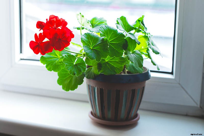 How to Overwinter Garden Geraniums