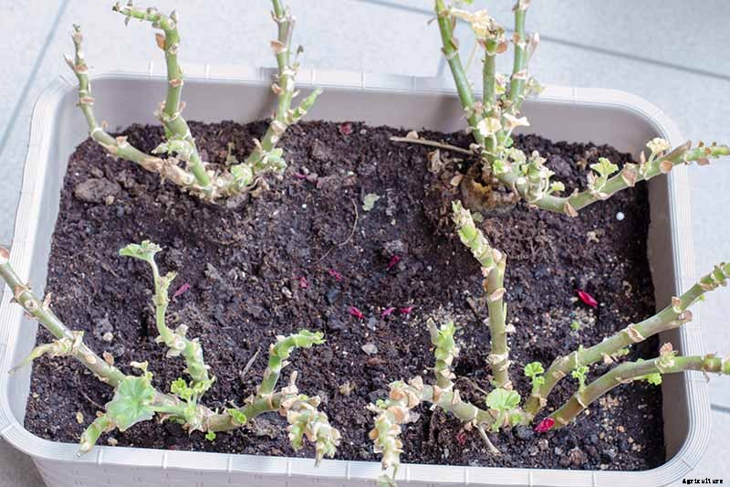 How to Overwinter Garden Geraniums