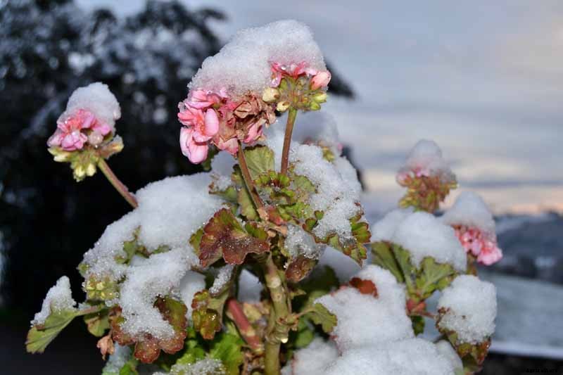 How to Overwinter Garden Geraniums