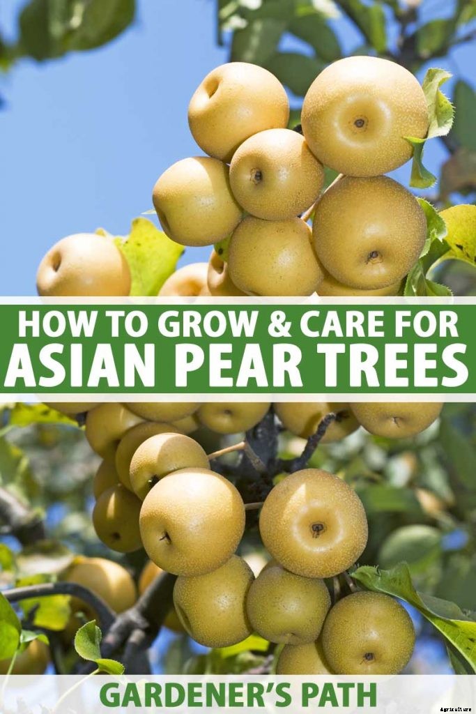 How to Plant and Grow Asian Pear Trees