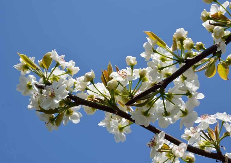 How to Plant and Grow Asian Pear Trees