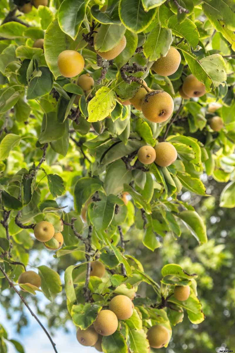 How to Plant and Grow Asian Pear Trees