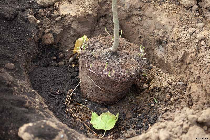 How to Plant and Grow Asian Pear Trees